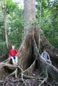 Banyan tree, Java Pangandaran Indonesia